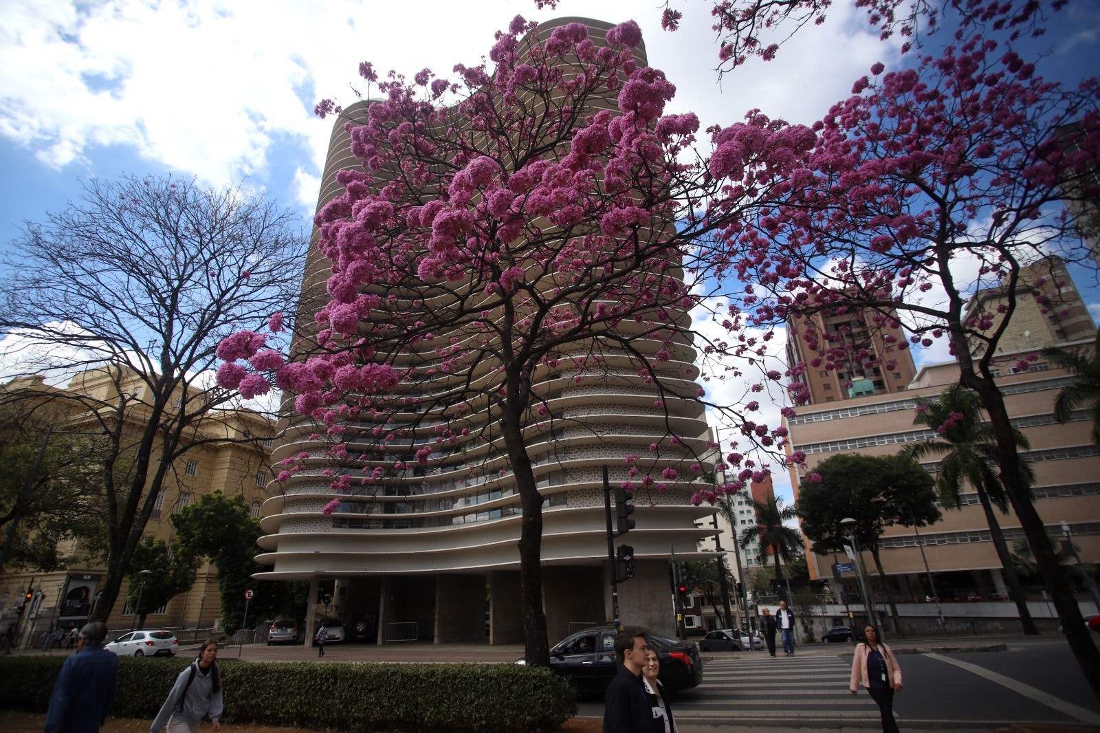 Floração dos ipês em BH encanta e inspira concurso cultural de boteco 