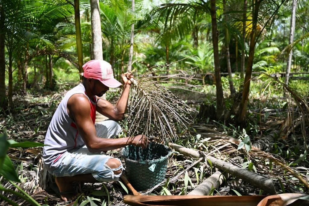 açaí - Amazônia