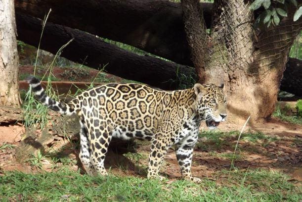 onça