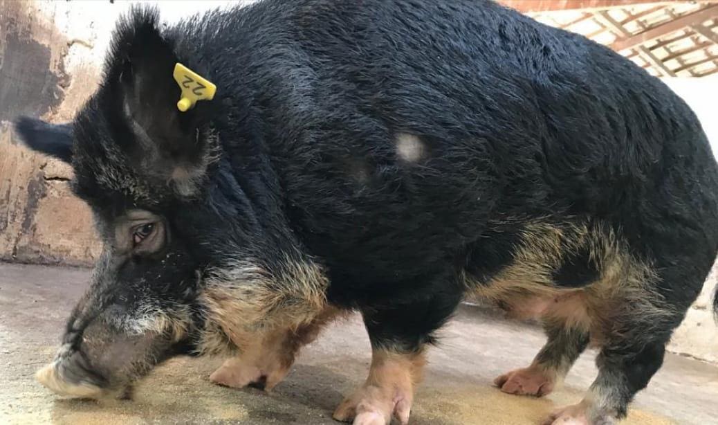 Raça surgiu do cruzamento do porco doméstico com o javali selvagem