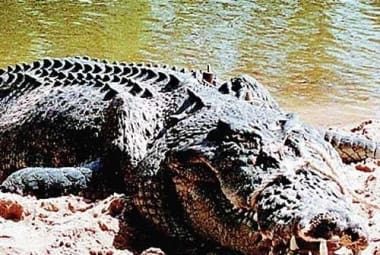 Os crocodilos se recuperam bem de ferimentos