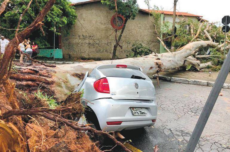 Queda de árvore depois de chuva em BH
