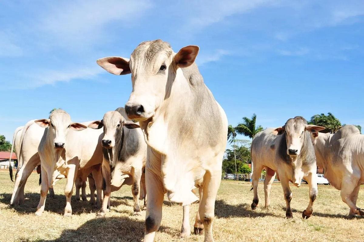 Caso de vaca louca é investigado no Pará e exames vão identificar se trata de caso atípico ou clássico