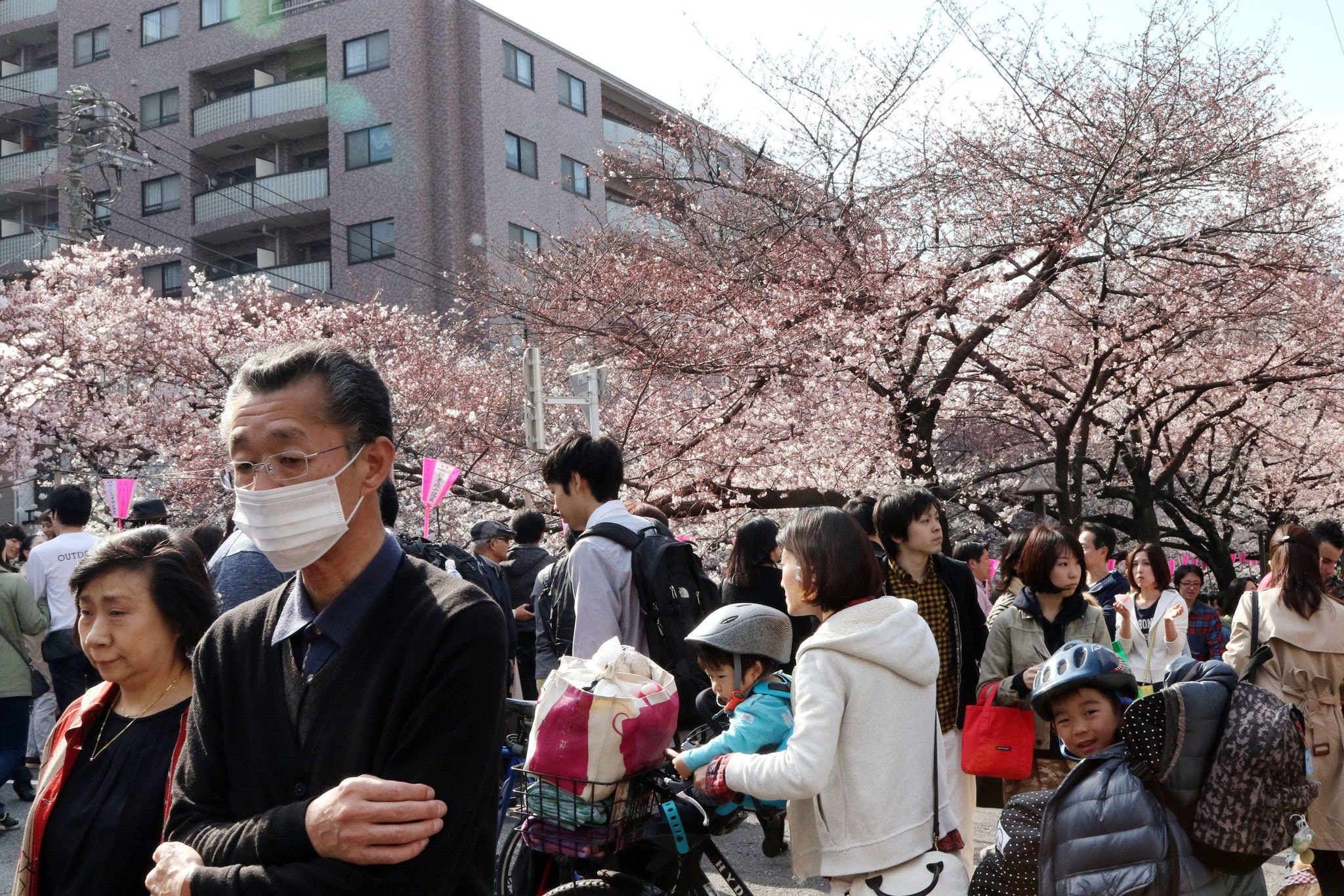  Cerejeiras marcam o início da primavera no Japão 