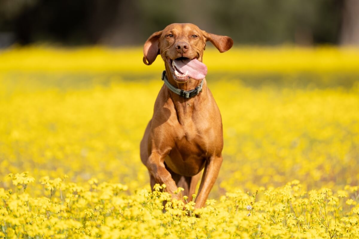 Algumas raças de cachorro são ideais para a prática de exercícios físicos mais intensos
