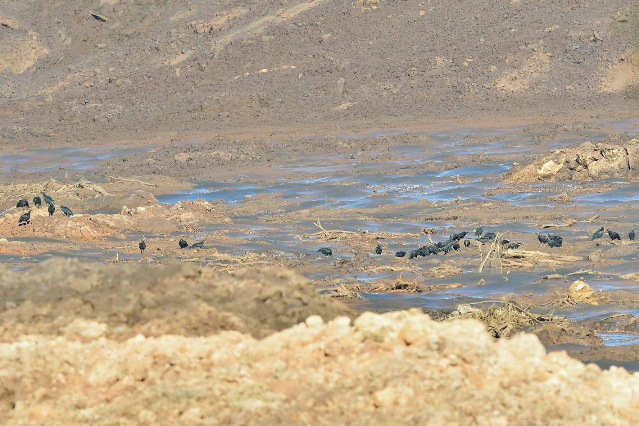Surtos de doenças como dengue, febre amarela e esquistossomose poderão ocorrer