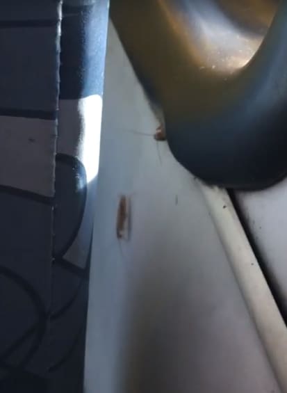 Passageiro denunciou infestação de baratas no ônibus da linha 63 (Estação Venda Nova/Lagoinha)