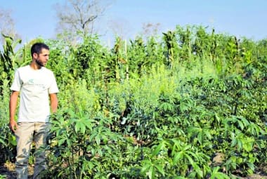 AGRICULTURA SINTROPICA