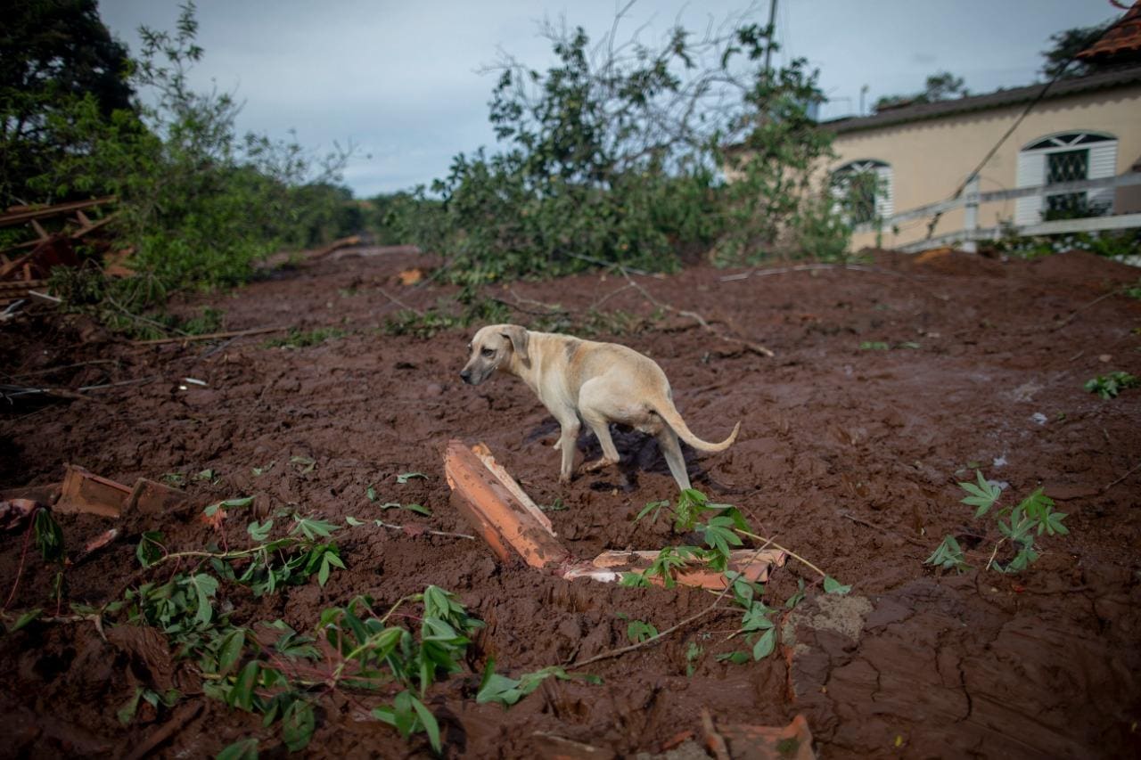 Animais resgatados estão sendo levados para centros de atendimento