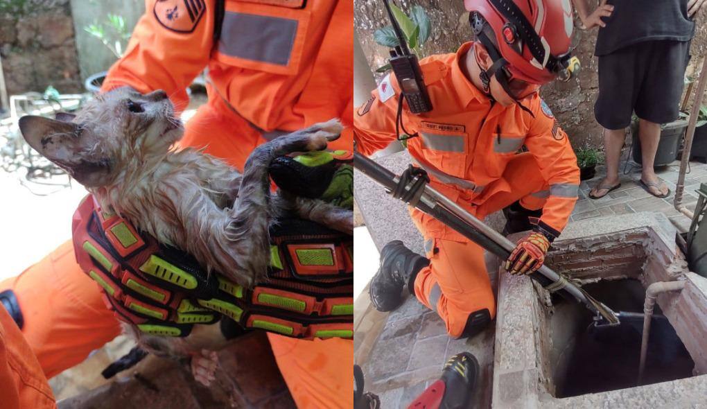 Corpo de Bombeiros salvou o gato depois de mais de quatro horas dentro d'água
