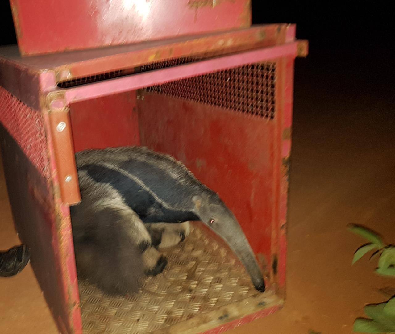 Bombeiros soltaram o tamanduá em um local afastado do perímetro urbano