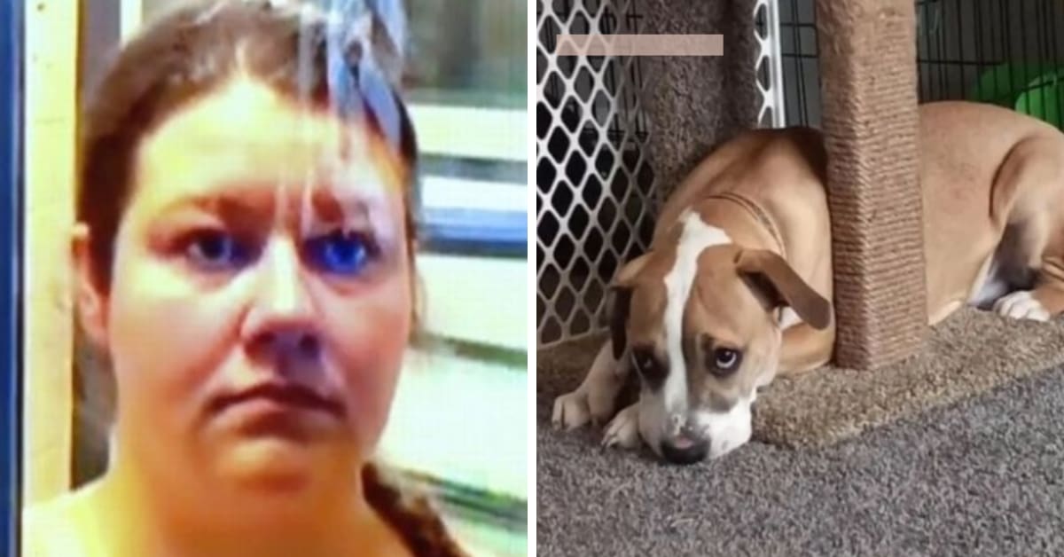 Mulher faz sexo oral em cachorro EUA vídeo