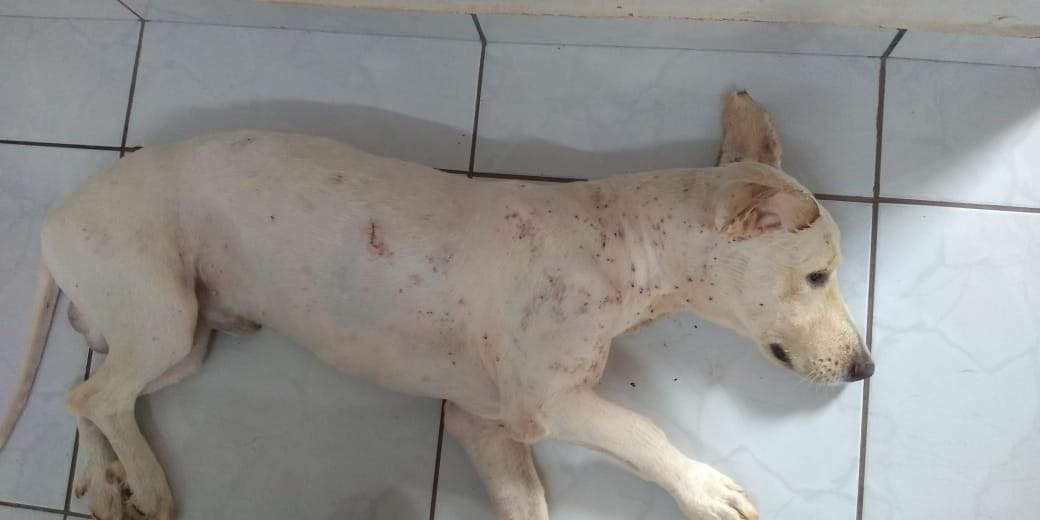 Cachorro foi encontrado pelos militares