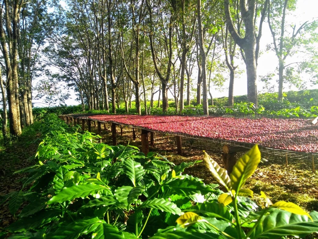 Guima Café O cultivo em consórcio com o café é prática de agricultura conservacionista e regenerativa