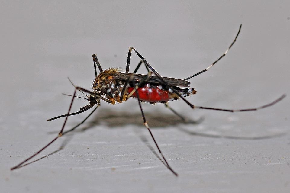 Aedes aegypti é vetor de arboviroses