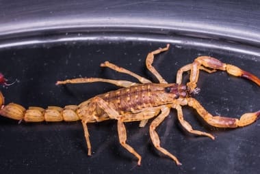Escorpião