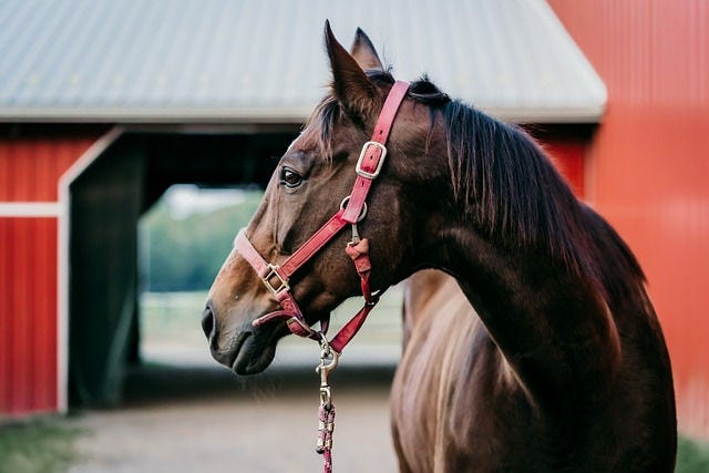 Criança se envolveu em acidente com cavalo aos 3 anos 