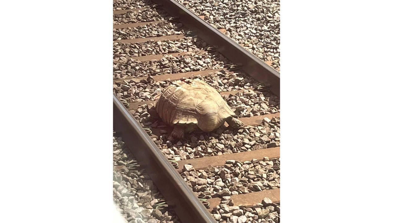 Tartaruga foi retirada de trilho de trem na Inglaterra