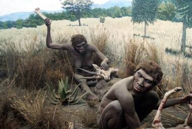 Homo erectus