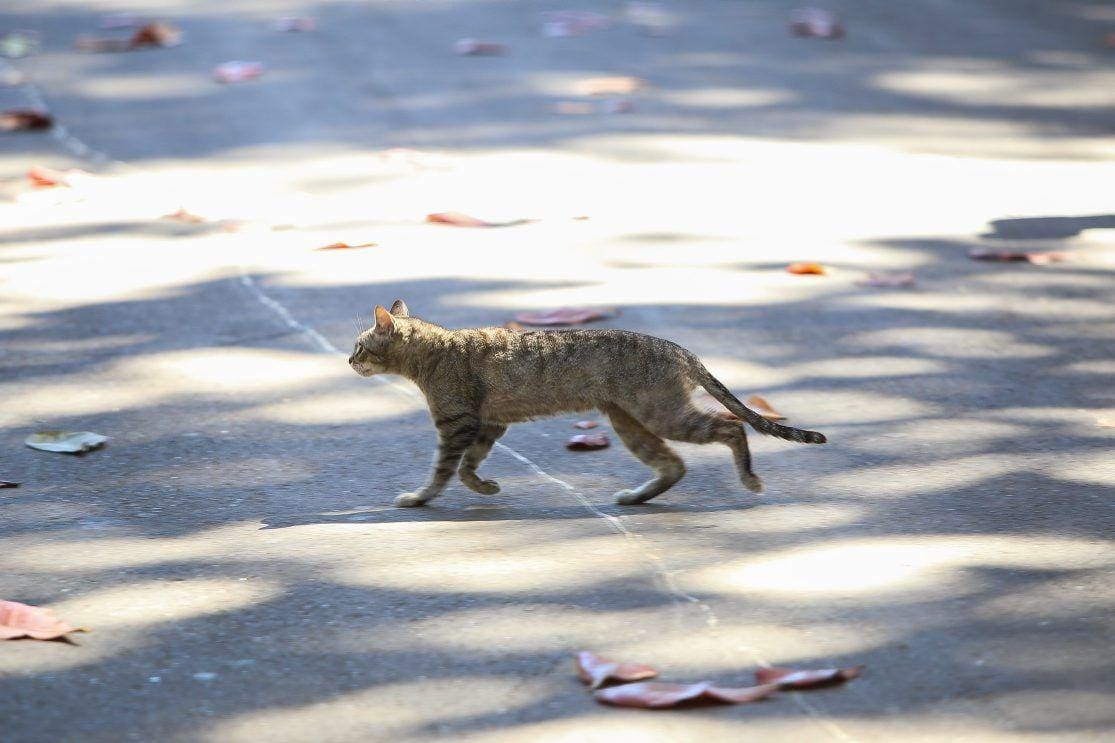 BELO HORIZONTE, MG, 17.08.2019 - CIDADES - GATO - PARQUE MUNICIPAL - Denuncia de gatos encontrados mortos no Parque Municipal. (Foto: Flavio Tavares/O Tempo)