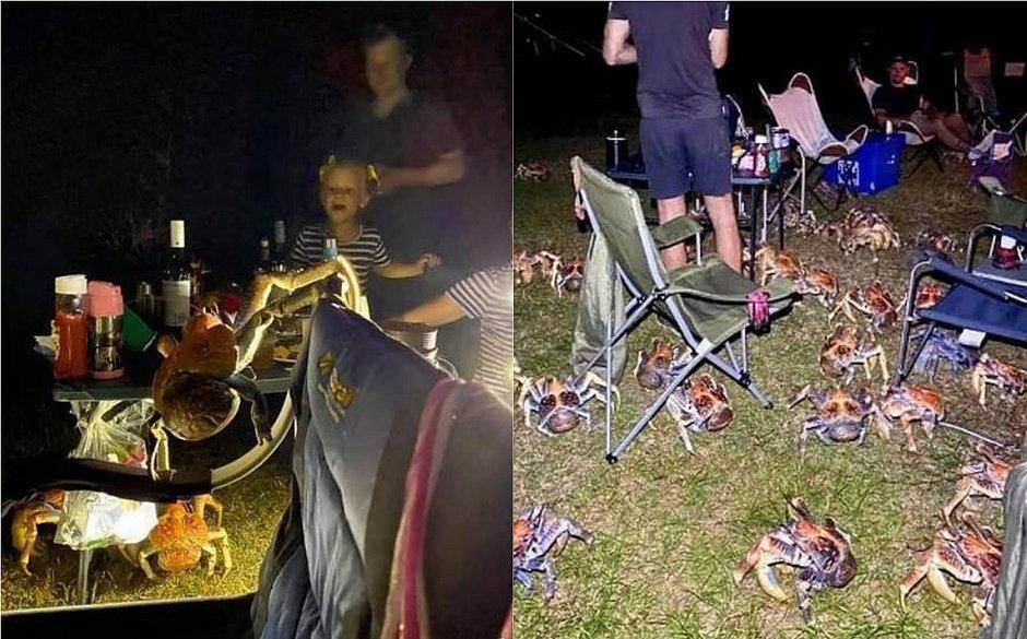 Caranguejos gigantes promoveram o terror na Austrália