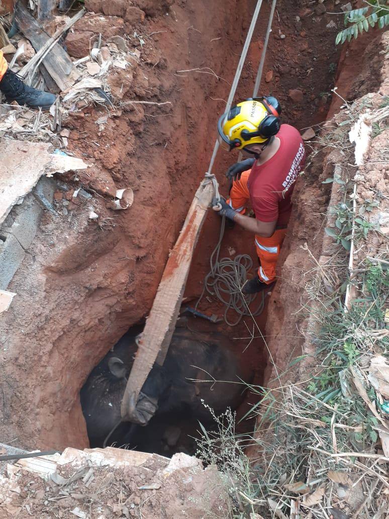 Animal teria fugido de uma fazenda vizinha para o quintal da residência