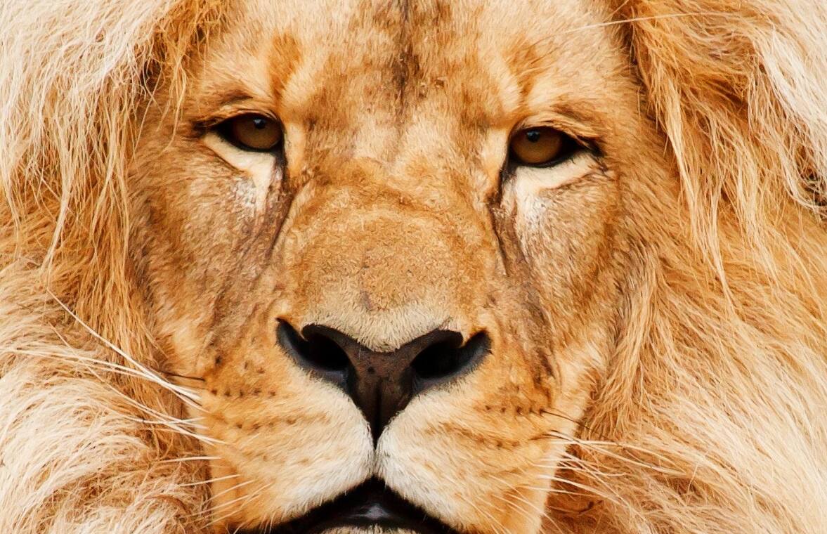 Leão é símbolo do fisco há décadas