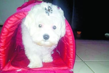 cachorro