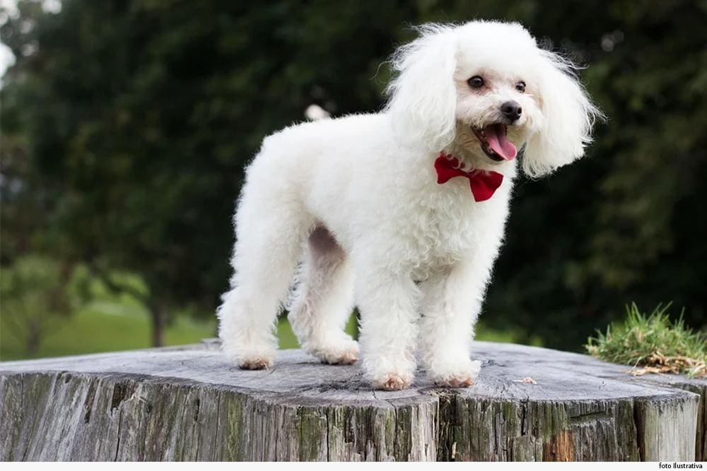 Poodle