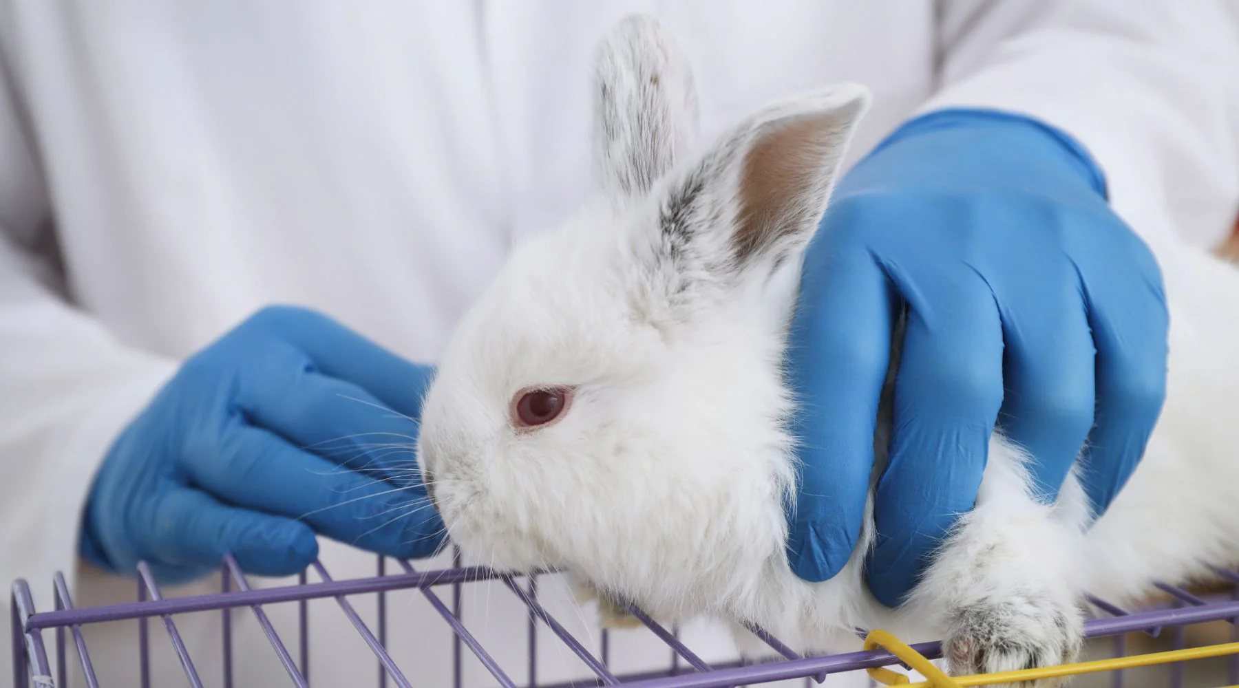 Brasil proíbe testes em animais para cosméticos e produtos de higiene pessoal