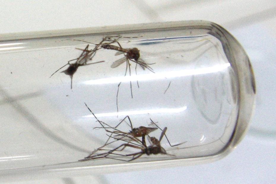 Além da dengue, Aedes aegypti também transmite a febre chikungunya e a zika