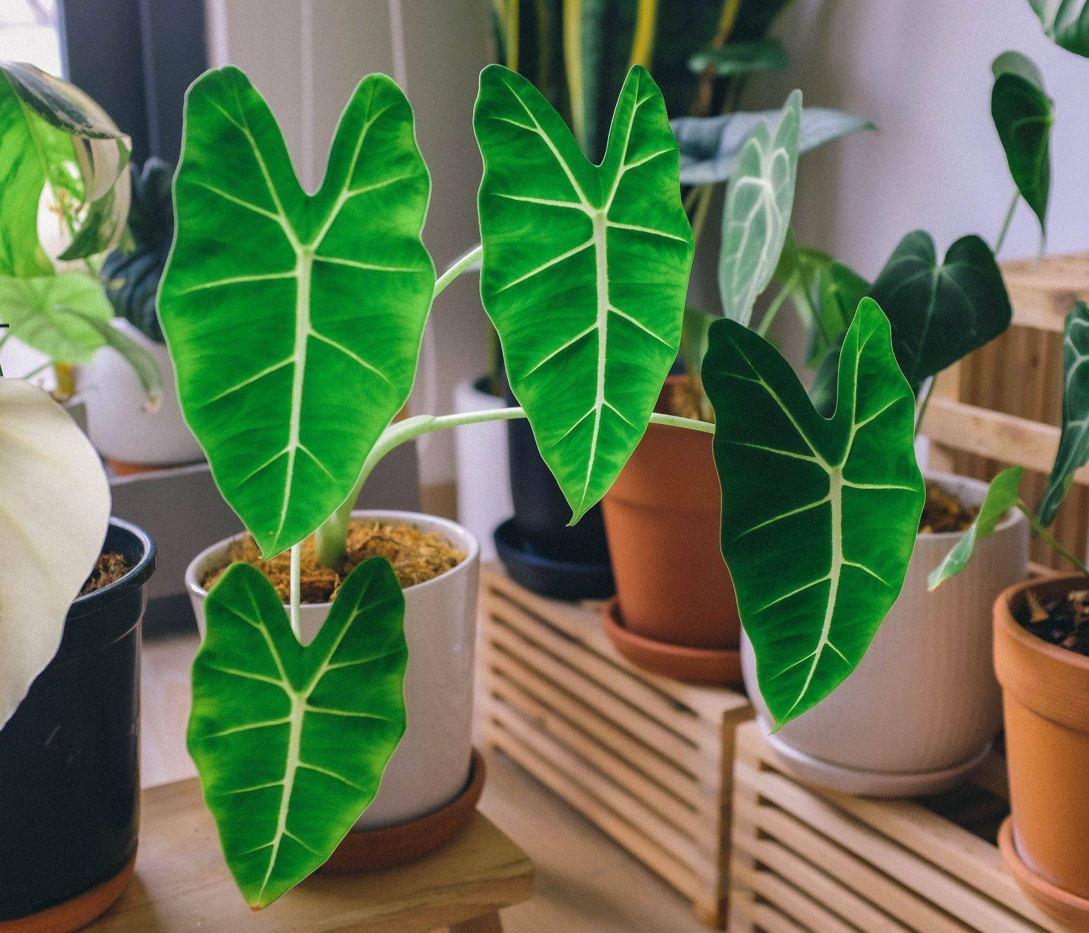 vasos de plantas