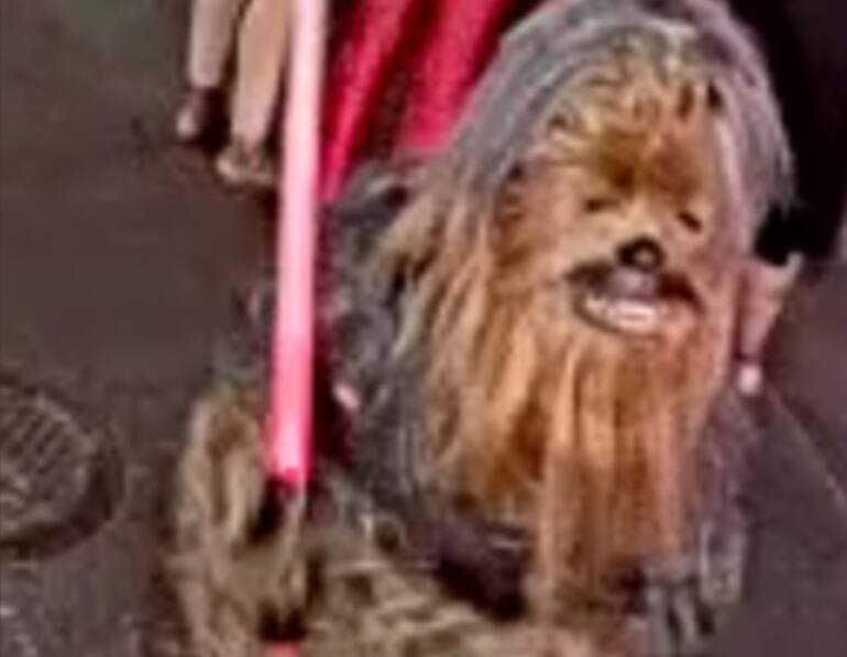 Homem vestido de 'Chewbacca' é procurado por esfaquear pessoa em New Orleans