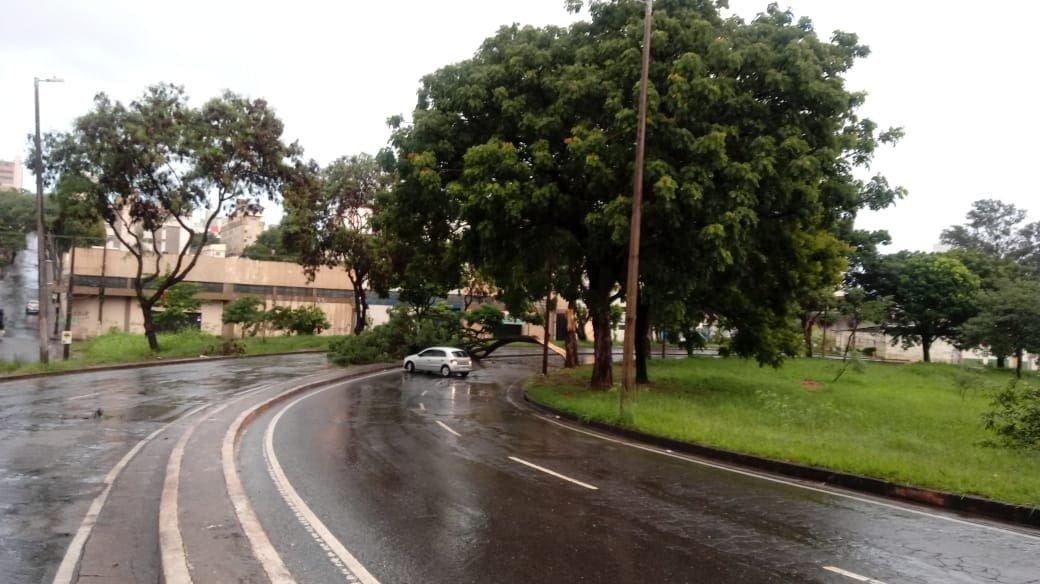 Na avenida Tereza Cristina árvore caiu e fechou a pista