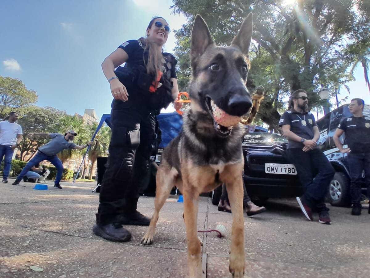 Alguns cães da PCMG estão em treinamento para farejar armas e munições