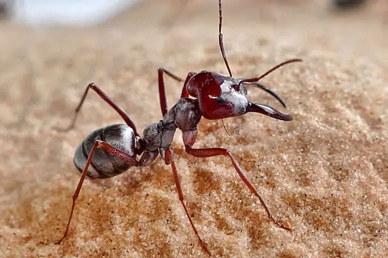 Formiga prateada do Saara é classificada como a mais rápida do mundo