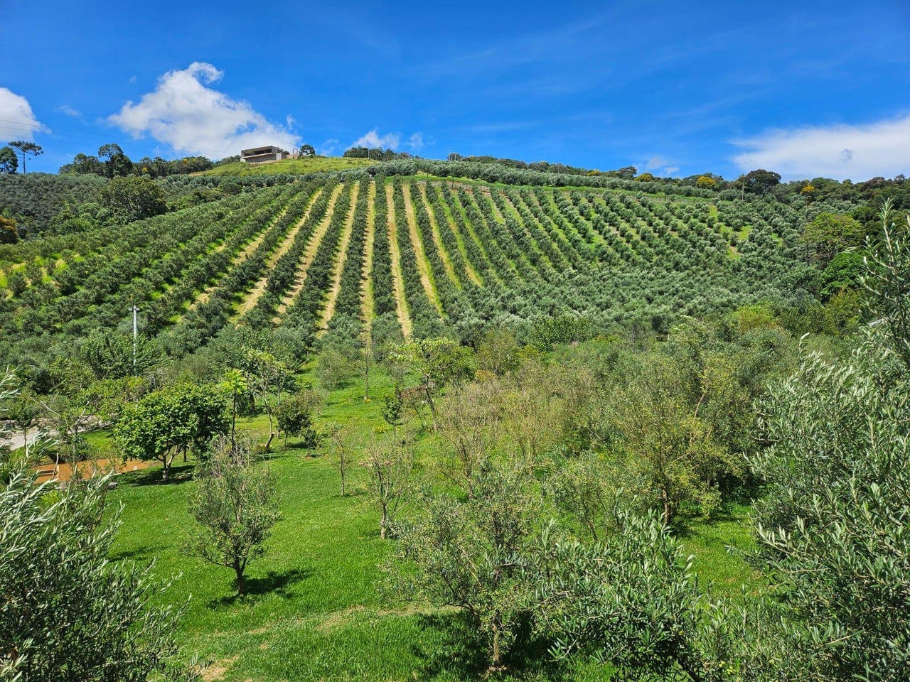 Maria da Fé abre oficialmente a colheita do azeite na serra da Mantiqueir O azeite produzido na região é considerado um dos melhores do mercado