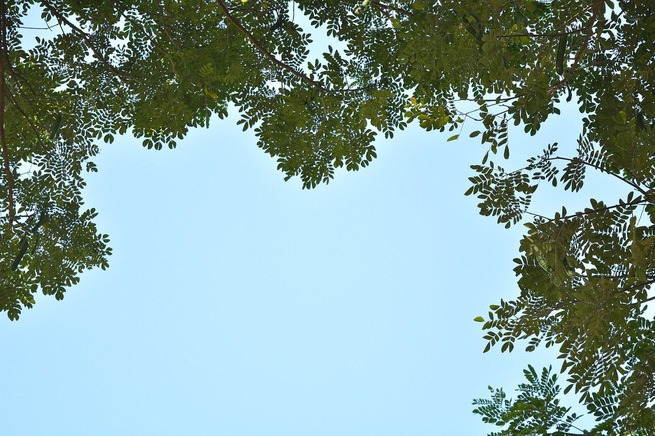 O dia será de tempo aberto, com céu claro e poucas nuvens.