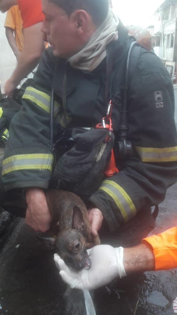 Cachorro estava bastante cansado e bombeiros deram bastante água