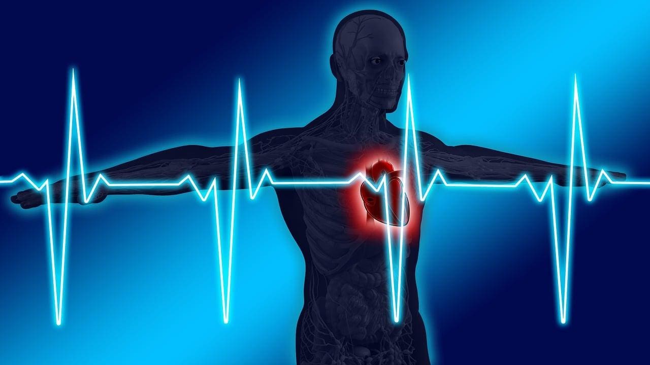 Apesar da pessoa que pratica exercícios físicos ter uma frequência cardíaca mais alta durante a atividade, o coração dela costuma bater mais devagar do que o de um sedentário no restante do dia