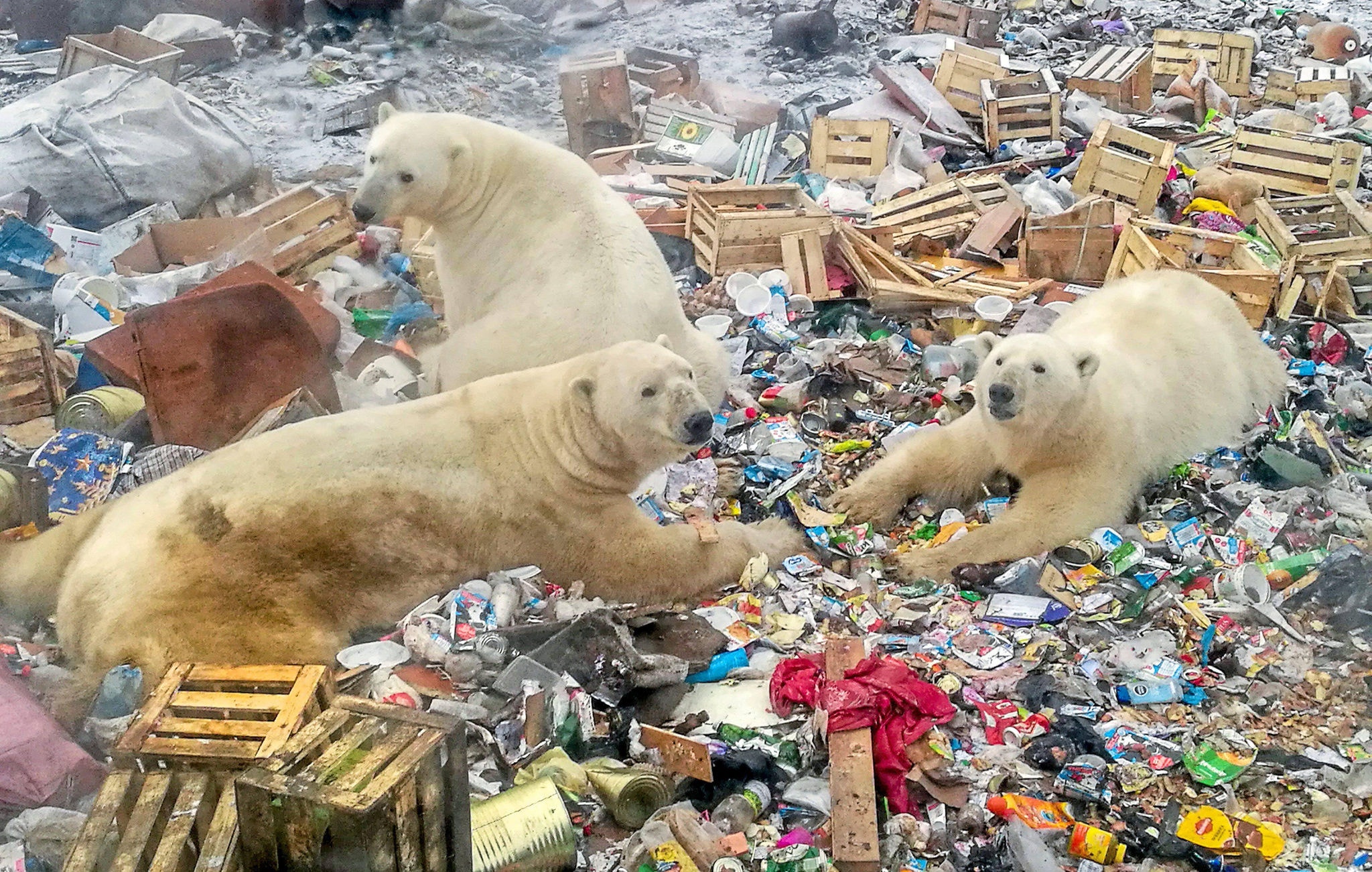 Com derretimento de geleiras do Ártico, ursos polares invadiram vila no Norte da Rússia em busca de comida