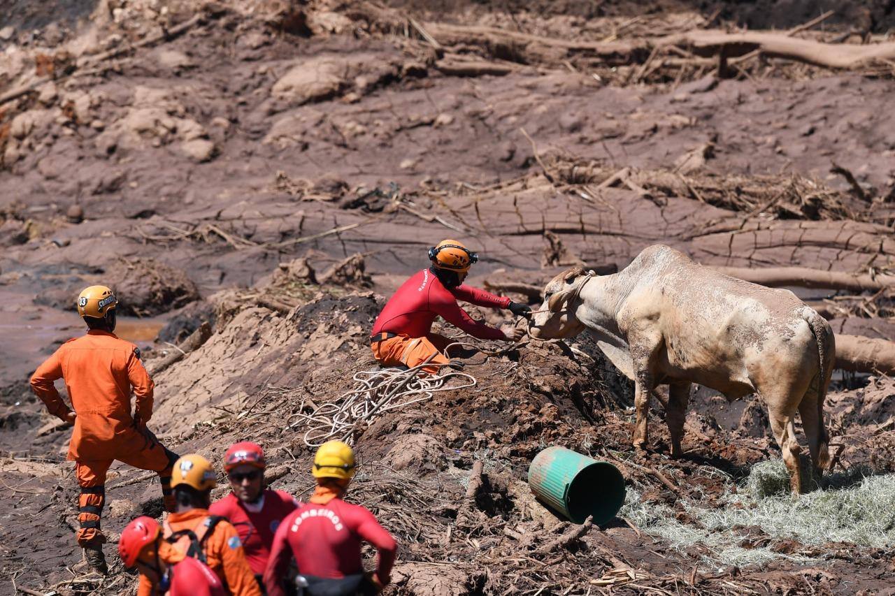 Boi é resgatado da lama com ajuda de helicóptero