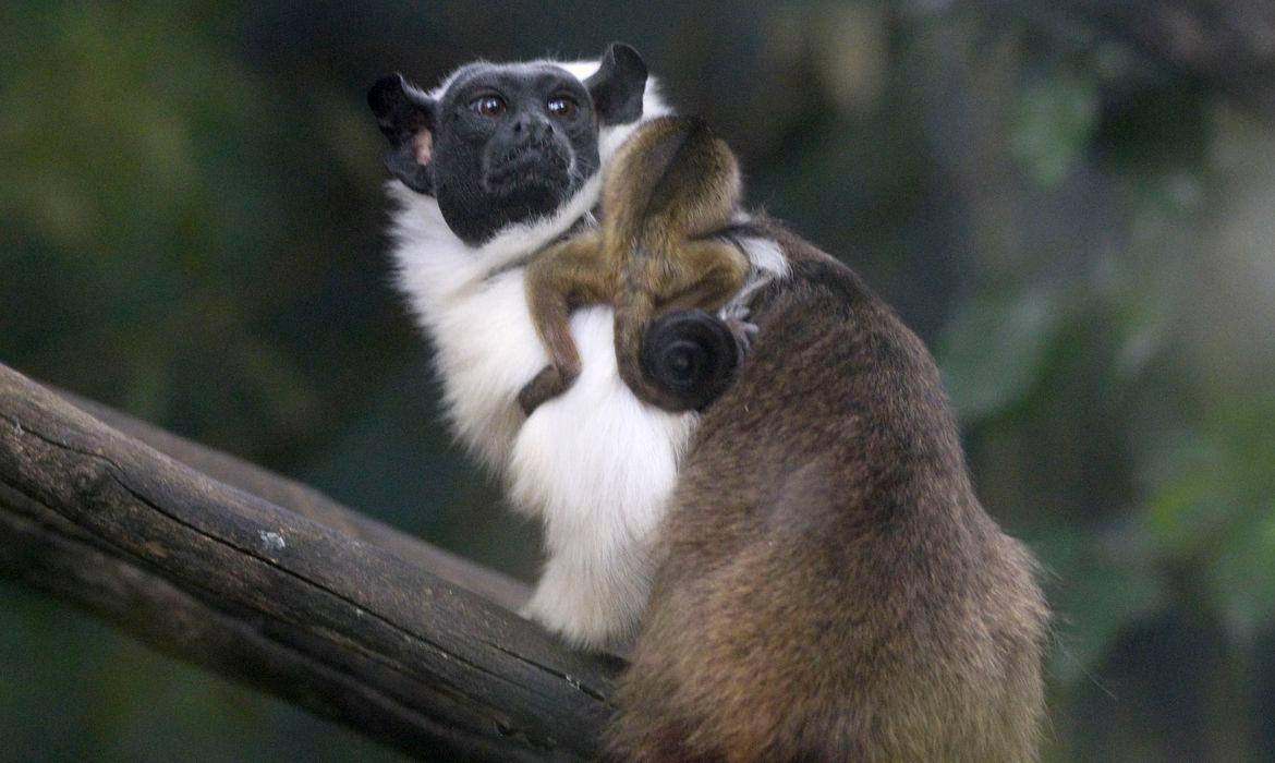 O primata sauim-de-coleira (Saguinus bicolor) é nativo da Amazônia