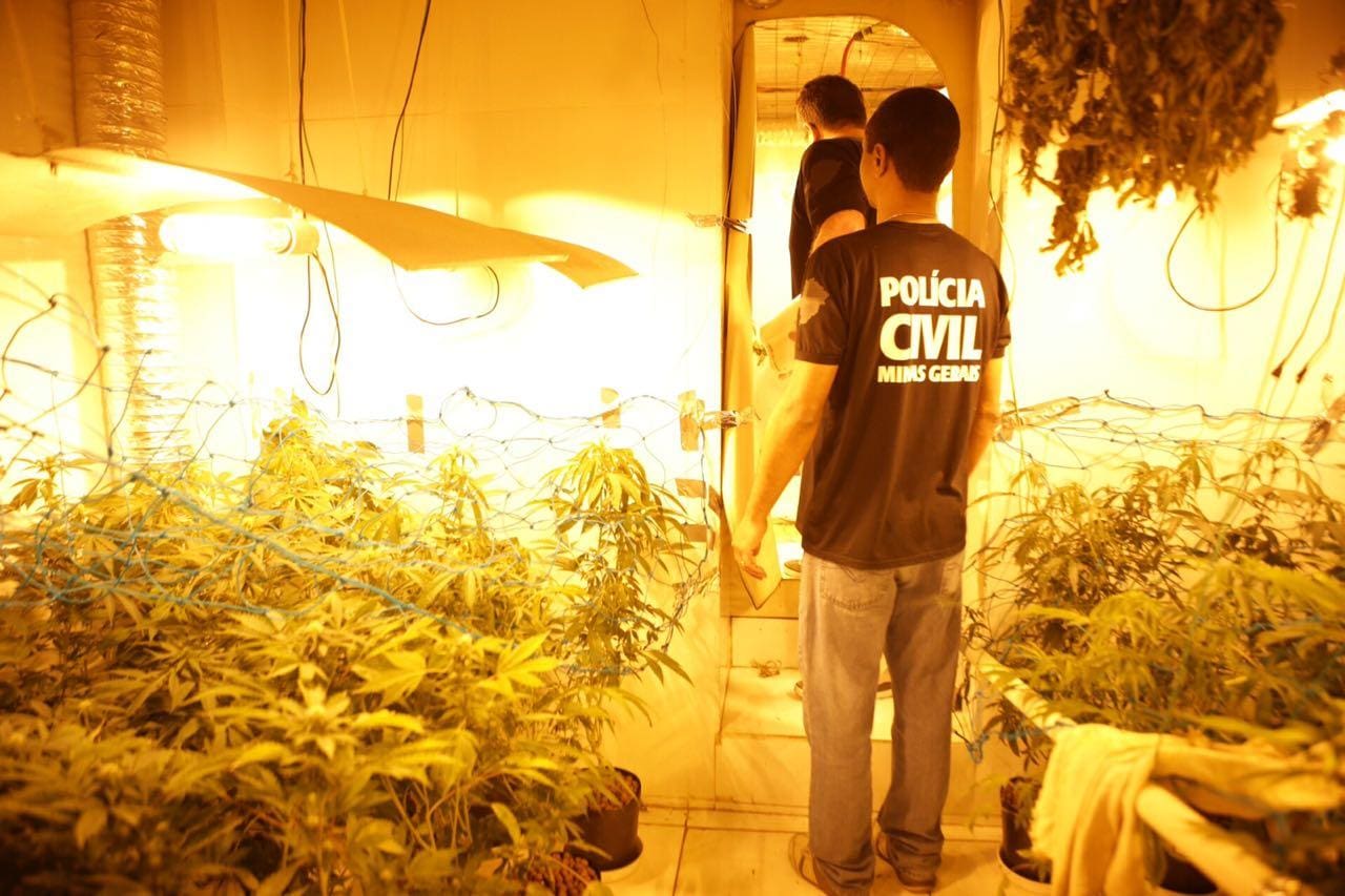 Polícia apreende plantação de maconha em casa da região Centro-Sul de BH