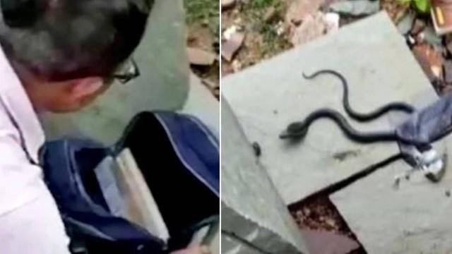 Uma cobra-real foi encontrada em mochila de estudante por professor
