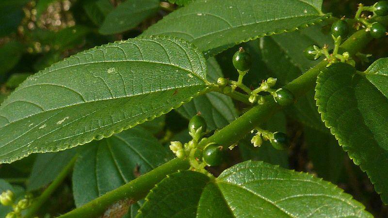 Trema micrantha Blume