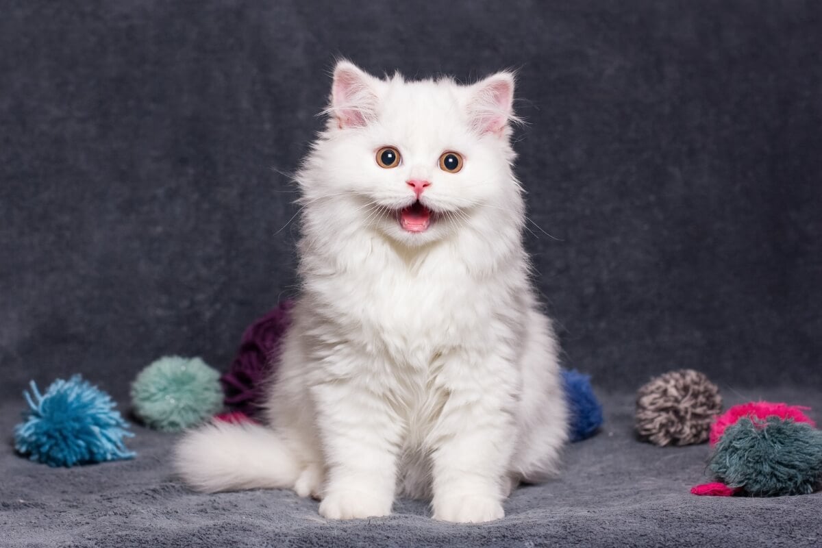 Gatos brancos captam a atenção dos admiradores por sua beleza deslumbrante