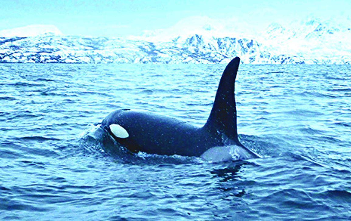 Orcas ocupam o extremo Norte da Noruega