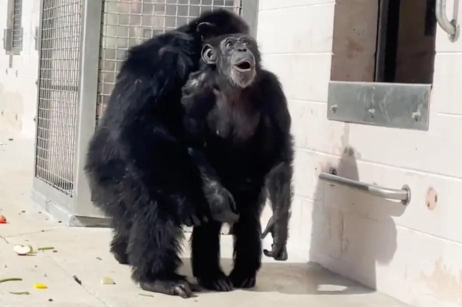chimpanzé Vanilla