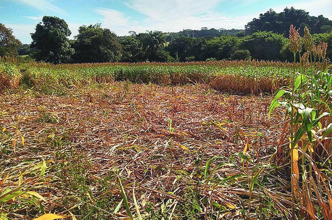 Devastação Lavoura parcialmente destruída por bandos de javalis em Sacramento, no Alto Paranaíba